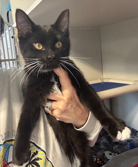 Enlarge Jolly Roger, an adoptable Domestic Short Hair in Hutchinson, MN image 2/5