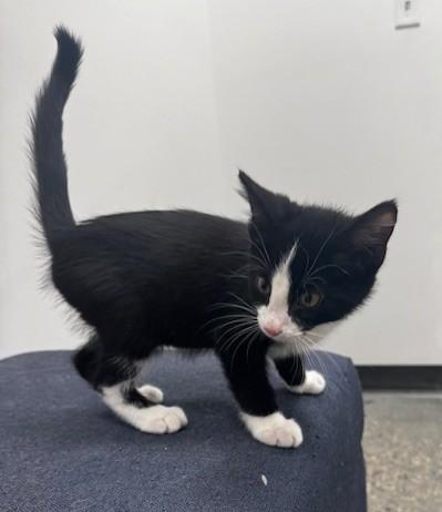 Enlarge Jolly Roger and Scallywag, an adoptable Domestic Short Hair in Hutchinson, MN image 6/6