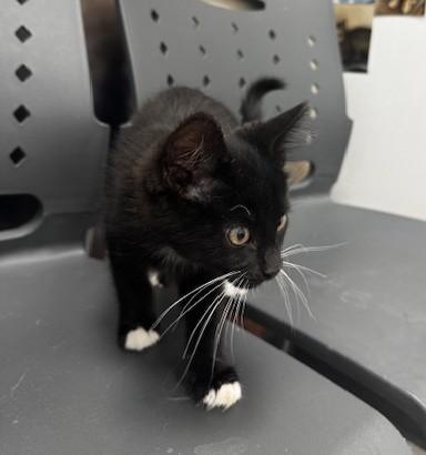 Enlarge Jolly Roger and Scallywag, an adoptable Domestic Short Hair in Hutchinson, MN image 5/6