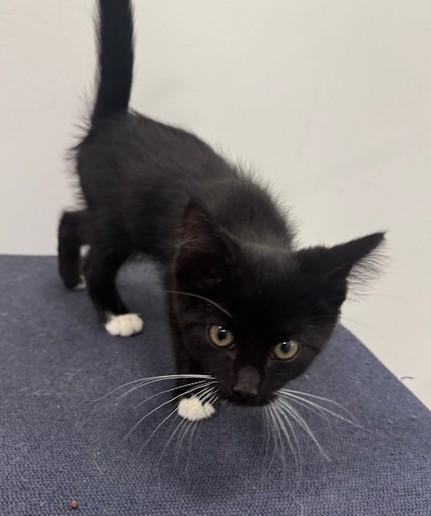 Enlarge Jolly Roger and Scallywag, an adoptable Domestic Short Hair in Hutchinson, MN image 3/6