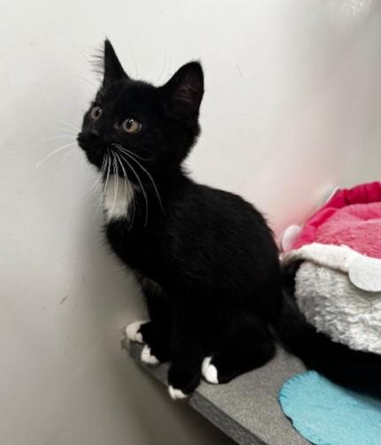 Enlarge Jolly Roger and Scallywag, an adoptable Domestic Short Hair in Hutchinson, MN image 2/6