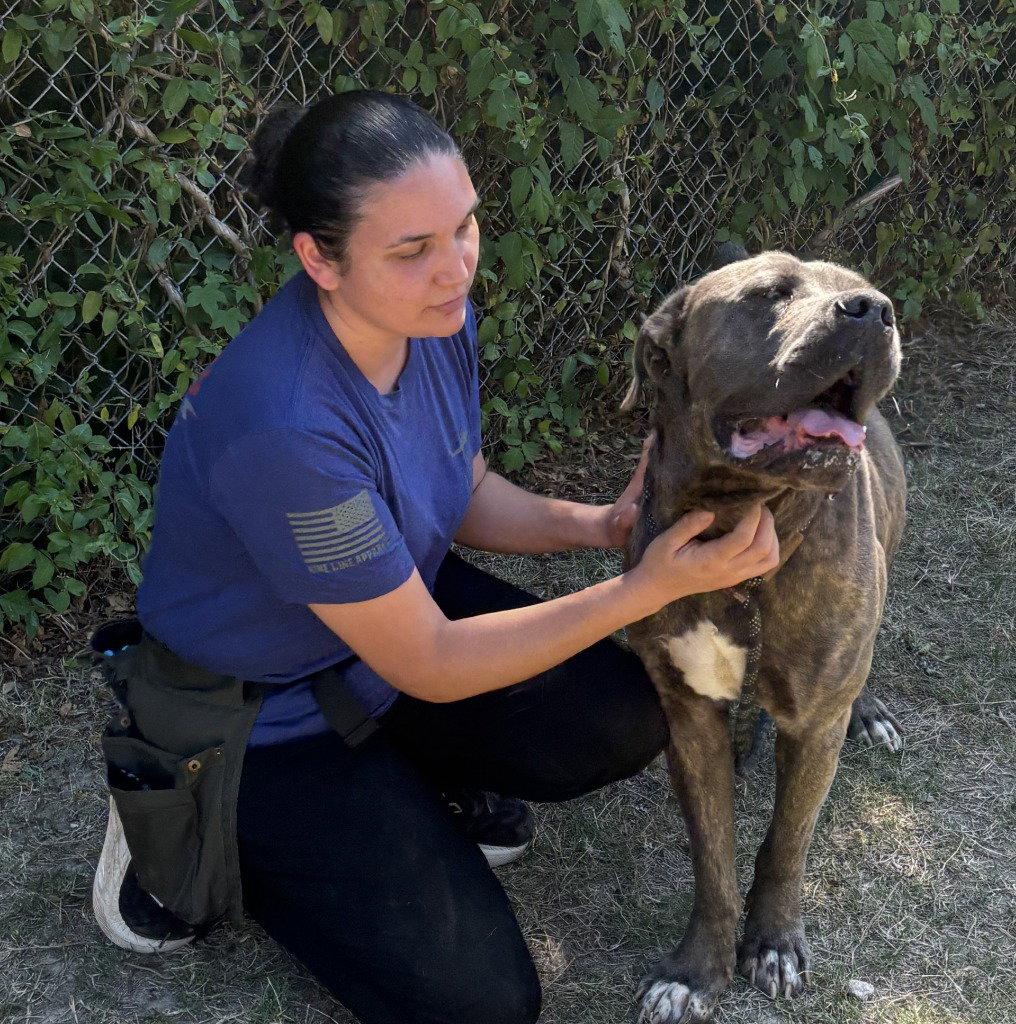 DI 92 Earl, Adoptable, Adult Male Mastiff.
