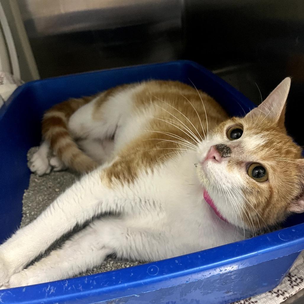 Ada, Adoptable, Young Female Domestic Short Hair.