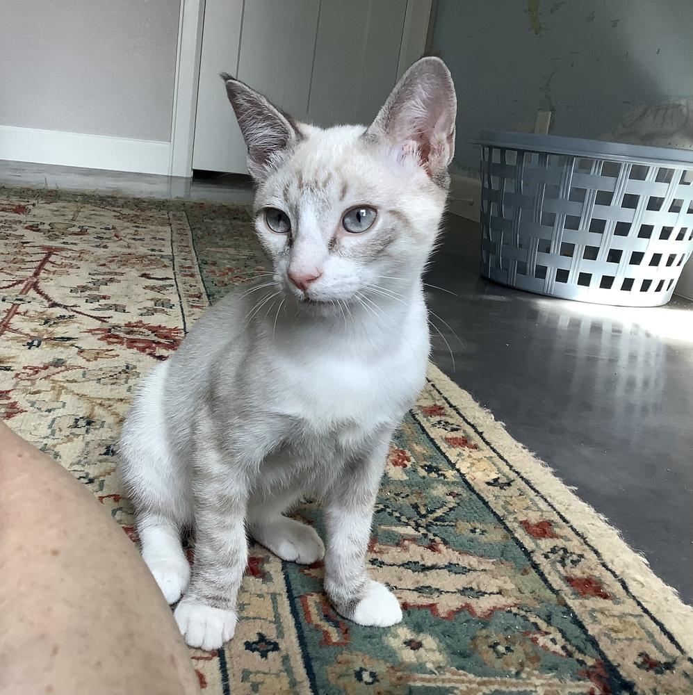 Enlarge Dietz, a Adoptable mixed breed in Austin, TX image 2/3