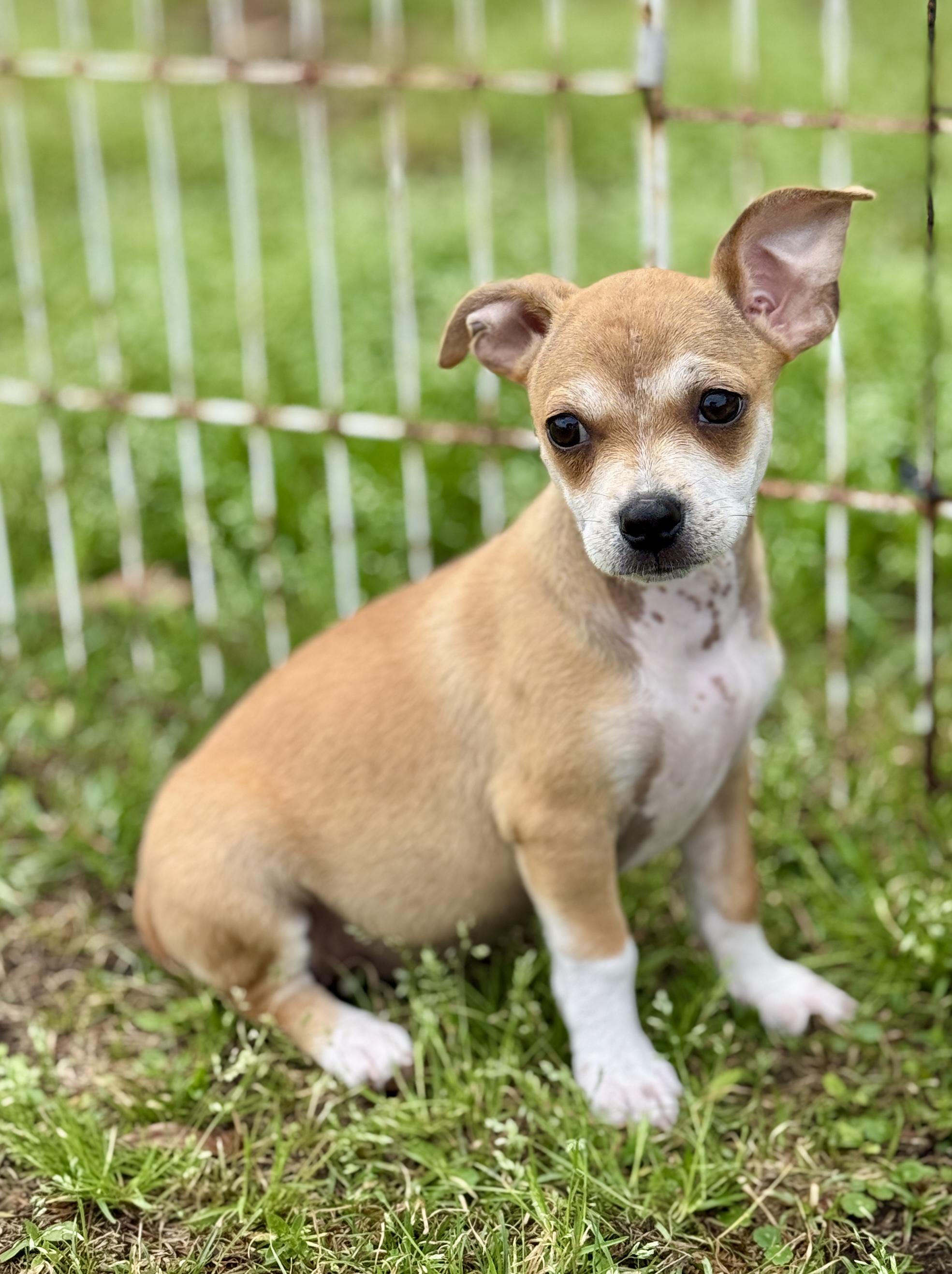 Enlarge Josie, an adopted mixed breed in Bedminster, NJ image 4/6