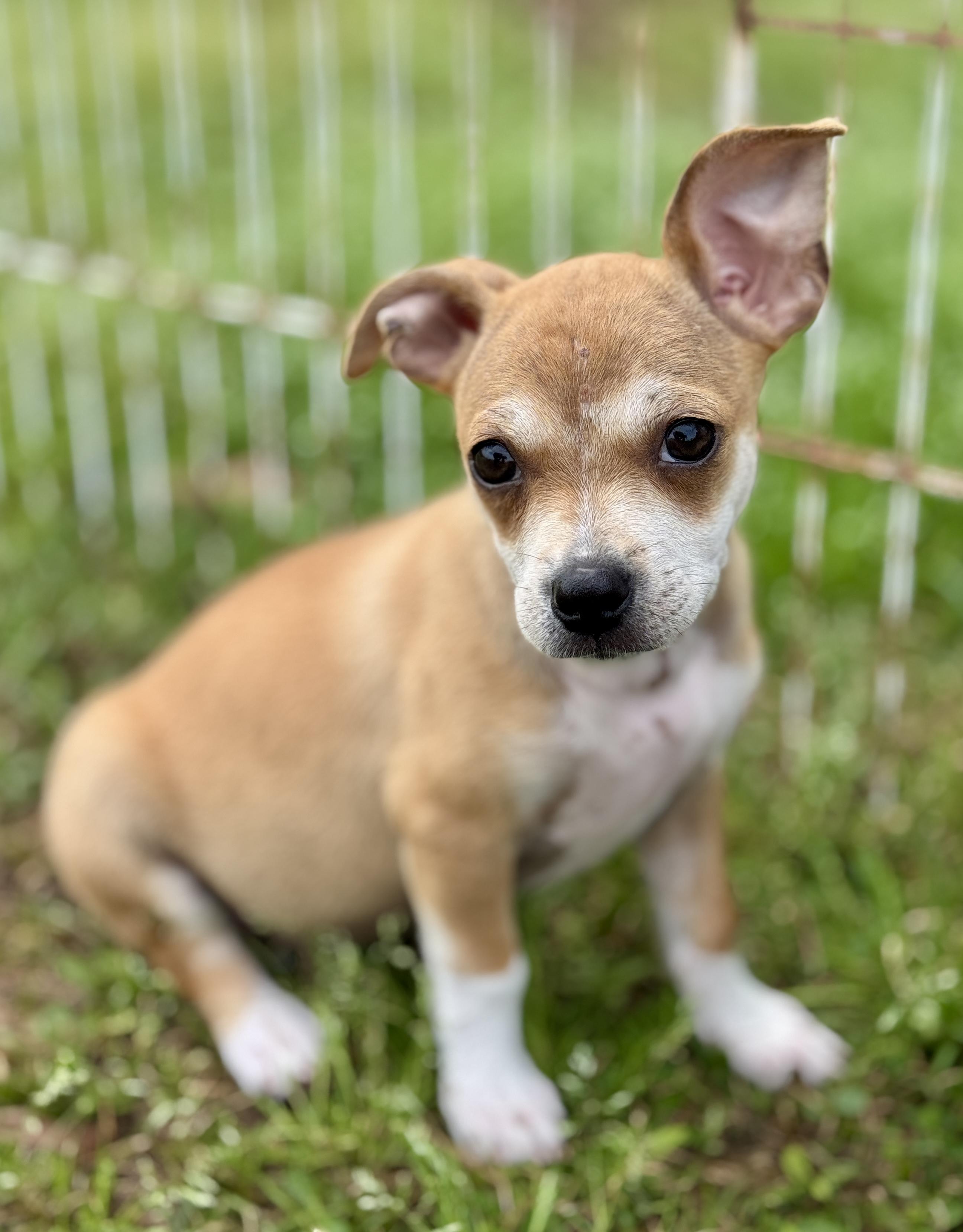 Enlarge Josie, an adopted mixed breed in Bedminster, NJ image 2/6