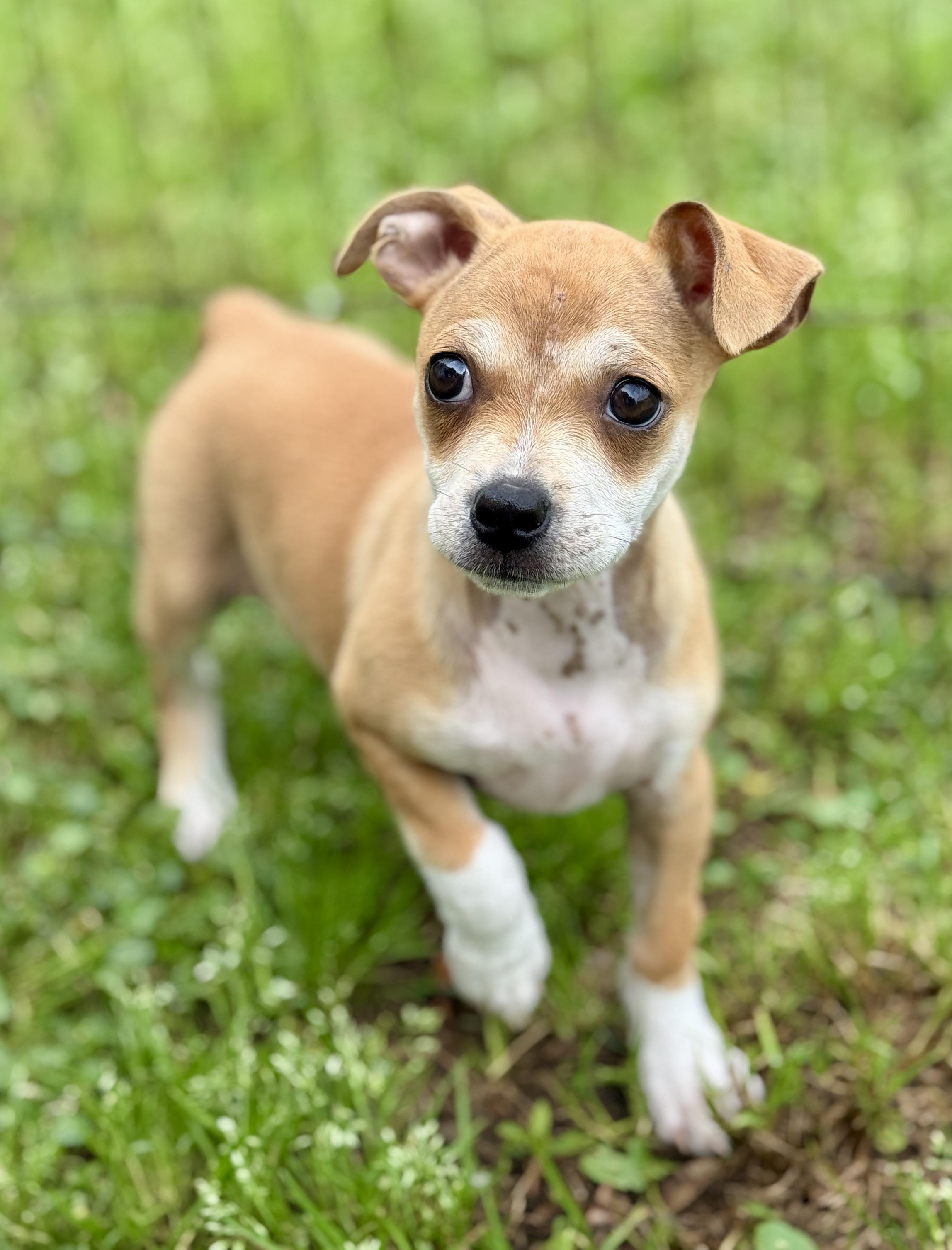Josie, adopted, Puppy Female Jack Russell Terrier & Chihuahua.