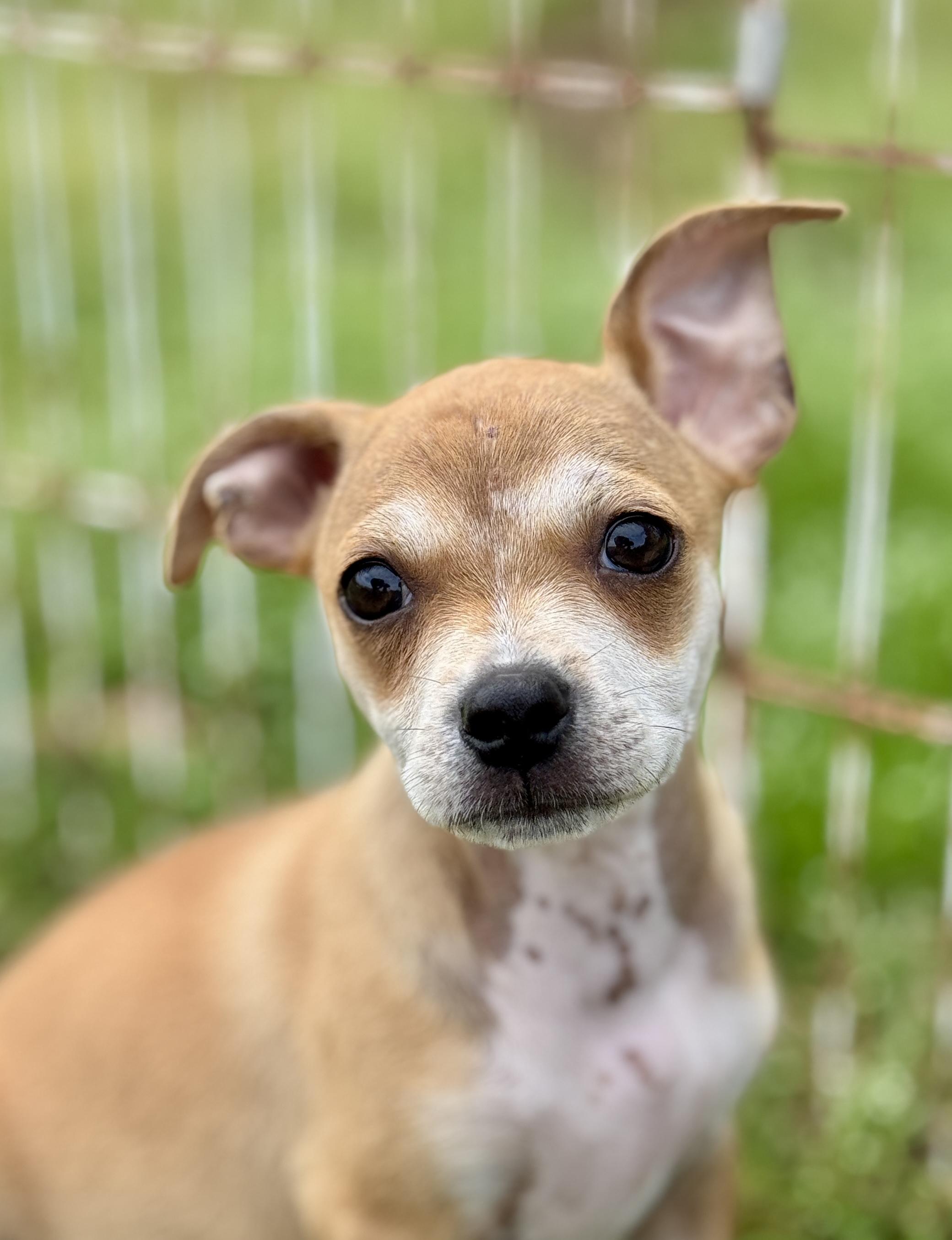 Enlarge Josie, an adopted mixed breed in Bedminster, NJ image 6/6