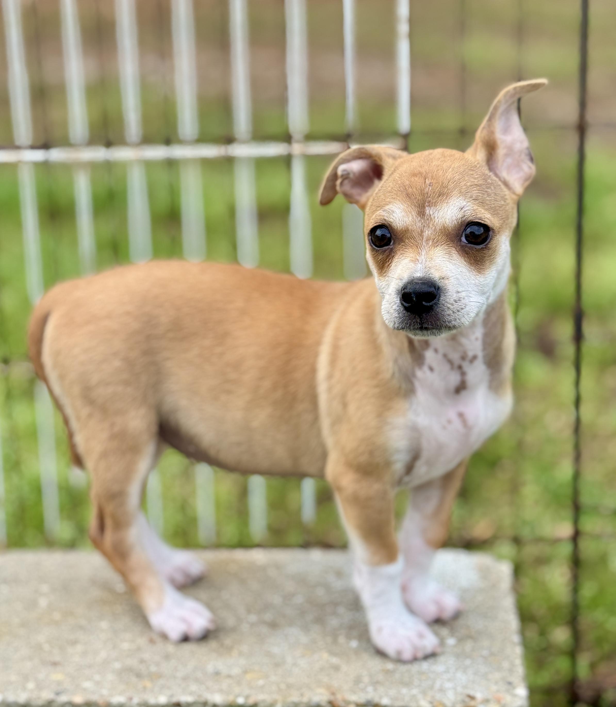 Enlarge Josie, an adopted mixed breed in Bedminster, NJ image 5/6