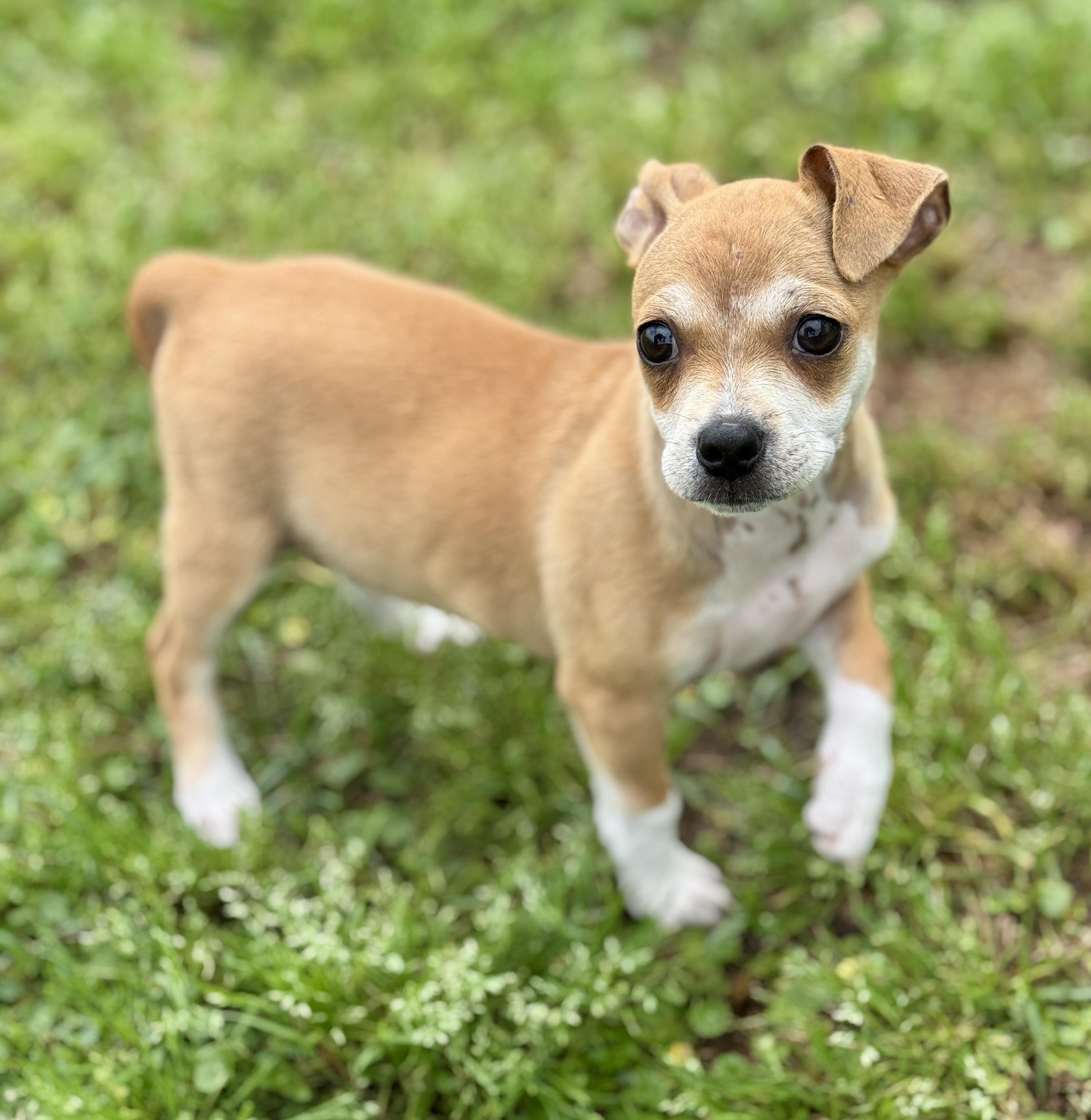 Enlarge Josie, an adopted mixed breed in Bedminster, NJ image 3/6