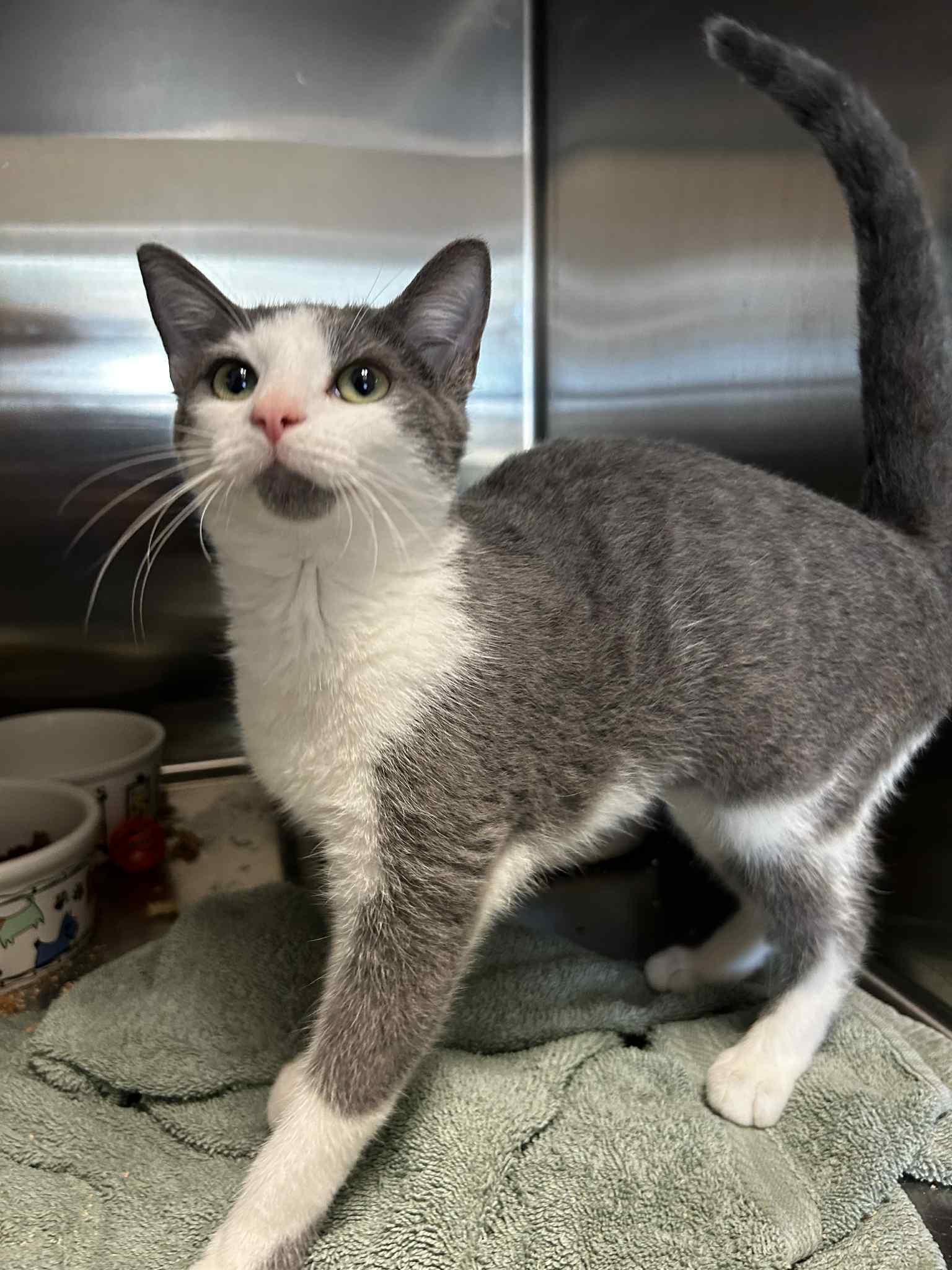 Eep, Adoptable, Kitten Female Domestic Short Hair.