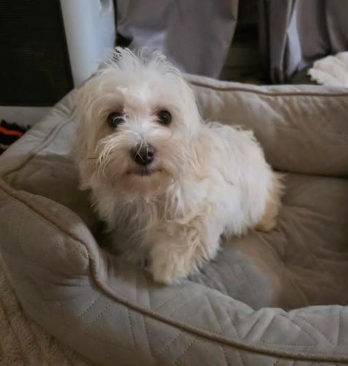 Enlarge Chanel, a Adoptable mixed breed in Portland, ME image 1/4