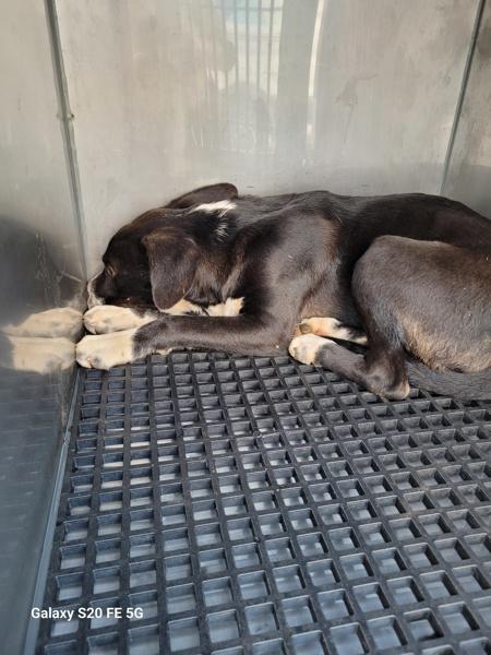 Pen 195 Travis, Adoptable, Young Male Pit Bull Terrier & Labrador Retriever.