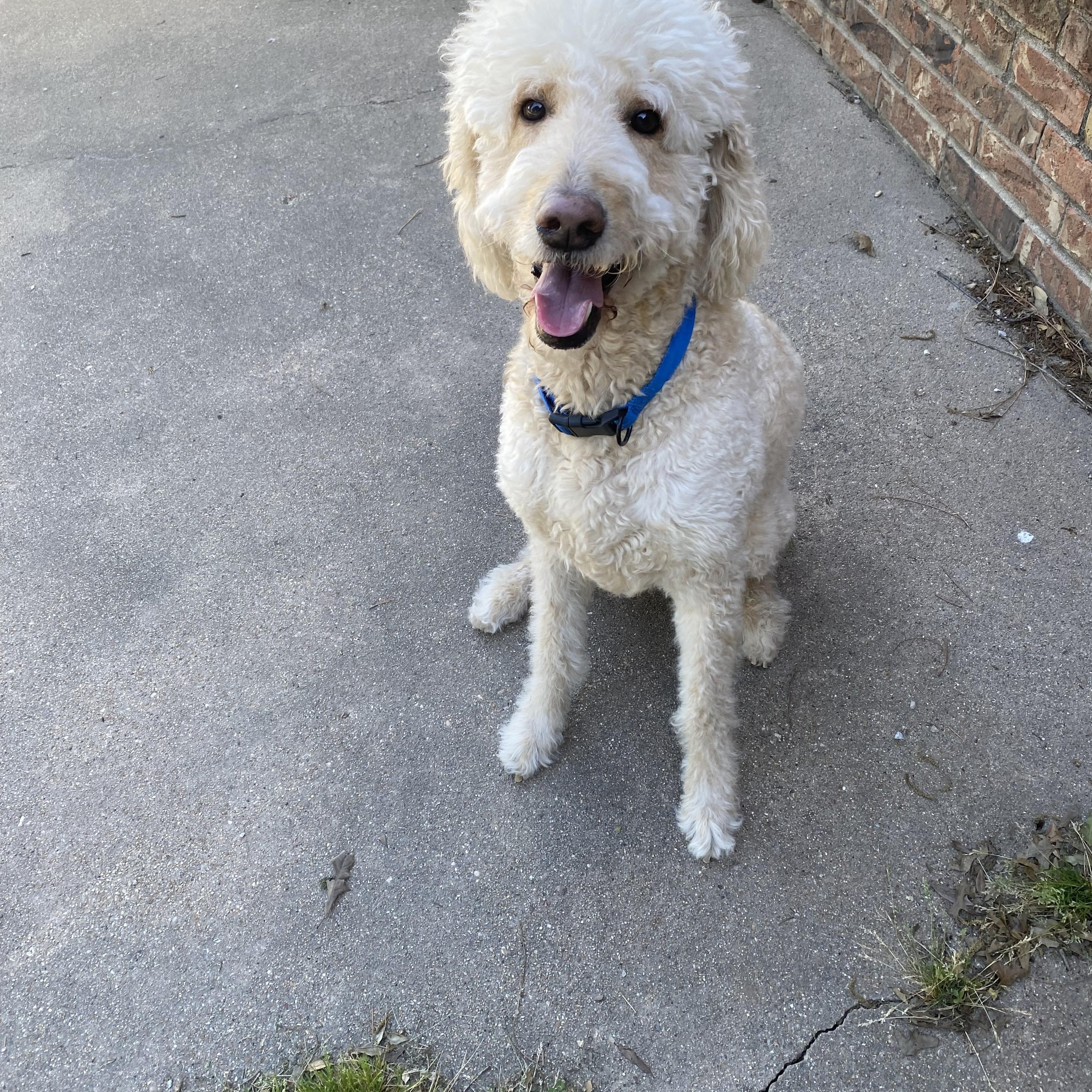 Enlarge Bruno, an adopted Goldendoodle in Blytheville, AR image 3/3