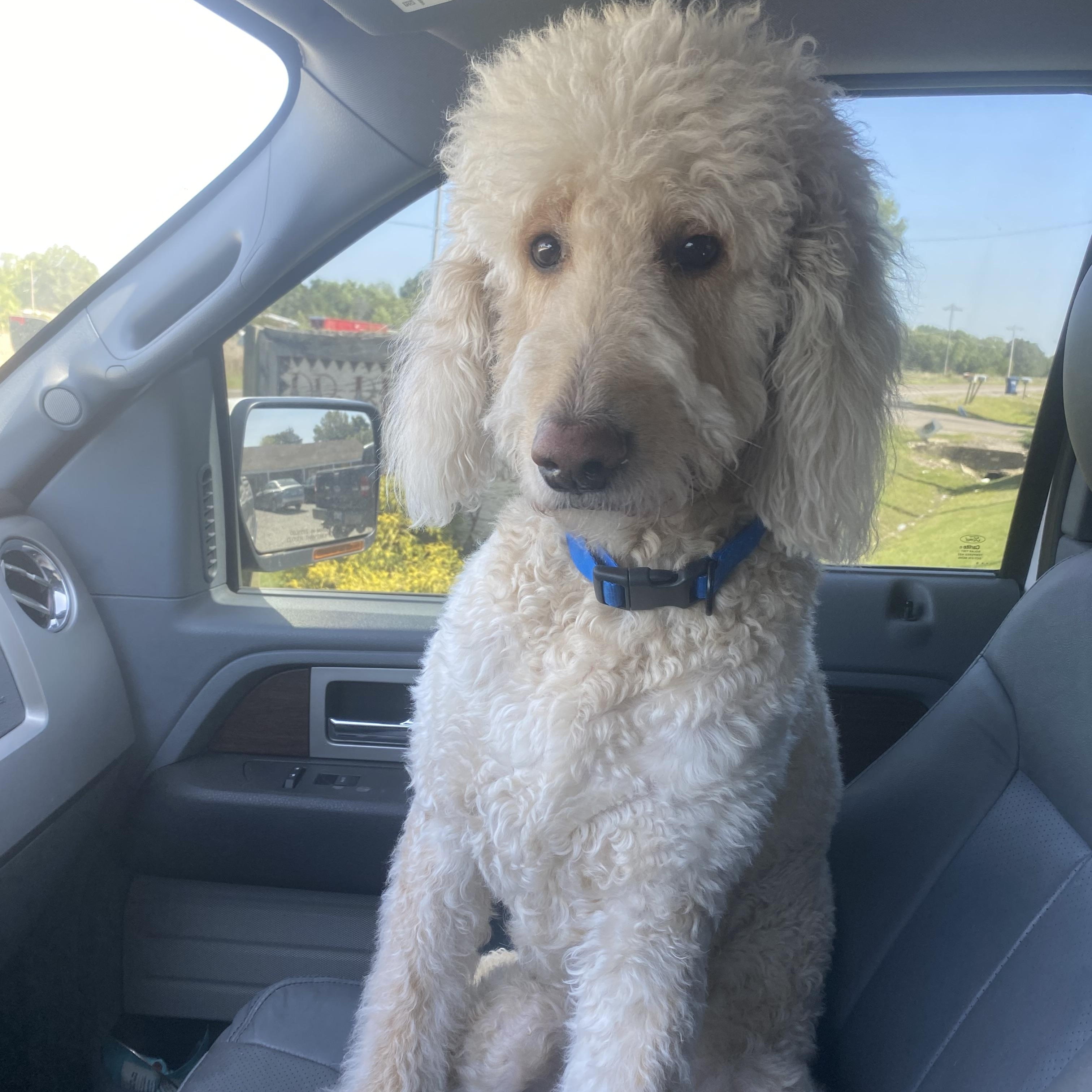 Bruno, adopted, Adult Male Goldendoodle.