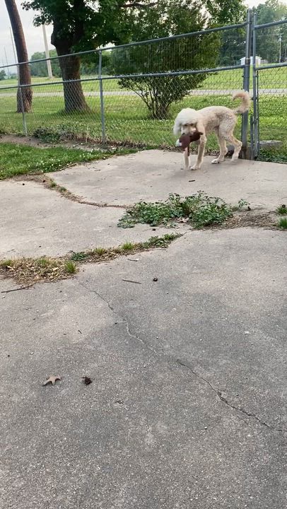 Enlarge Bruno, an adopted Goldendoodle in Blytheville, AR video 2/3
