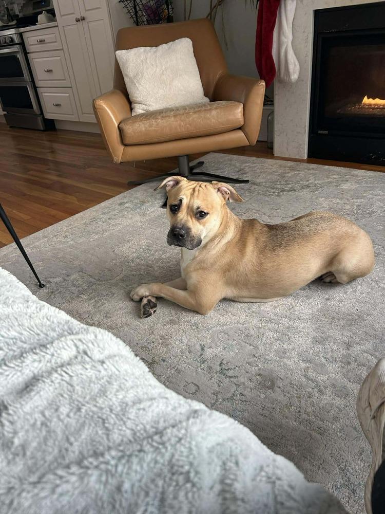 Enlarge Short Cake, a Adoptable mixed breed in Groveland, MA image 1/5