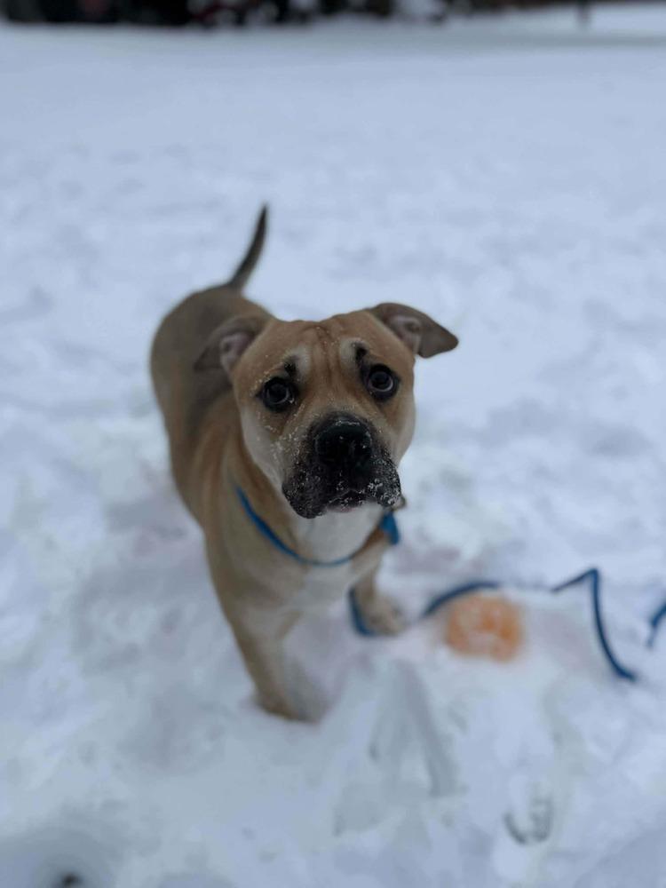Enlarge Short Cake, a Adoptable mixed breed in Groveland, MA image 2/5