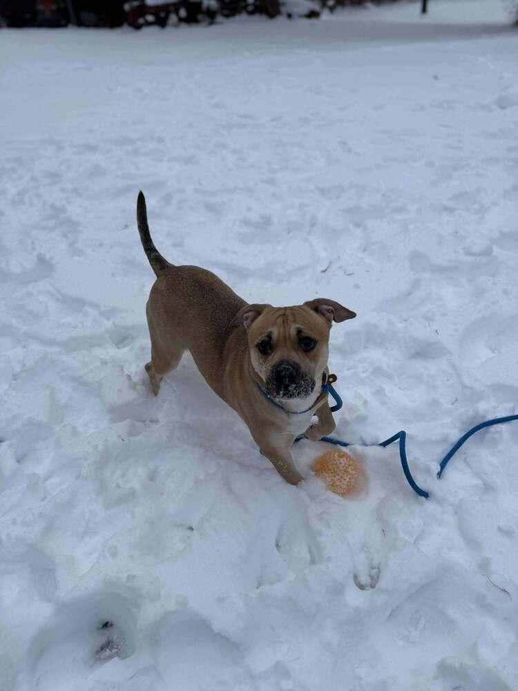 Enlarge Short Cake, a Adoptable mixed breed in Groveland, MA image 3/5