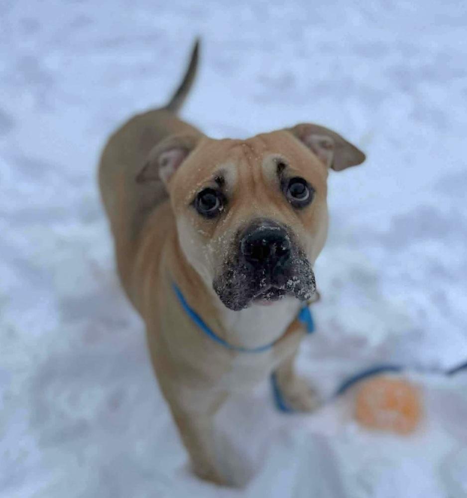 Enlarge Short Cake, a Adoptable mixed breed in Groveland, MA image 4/5