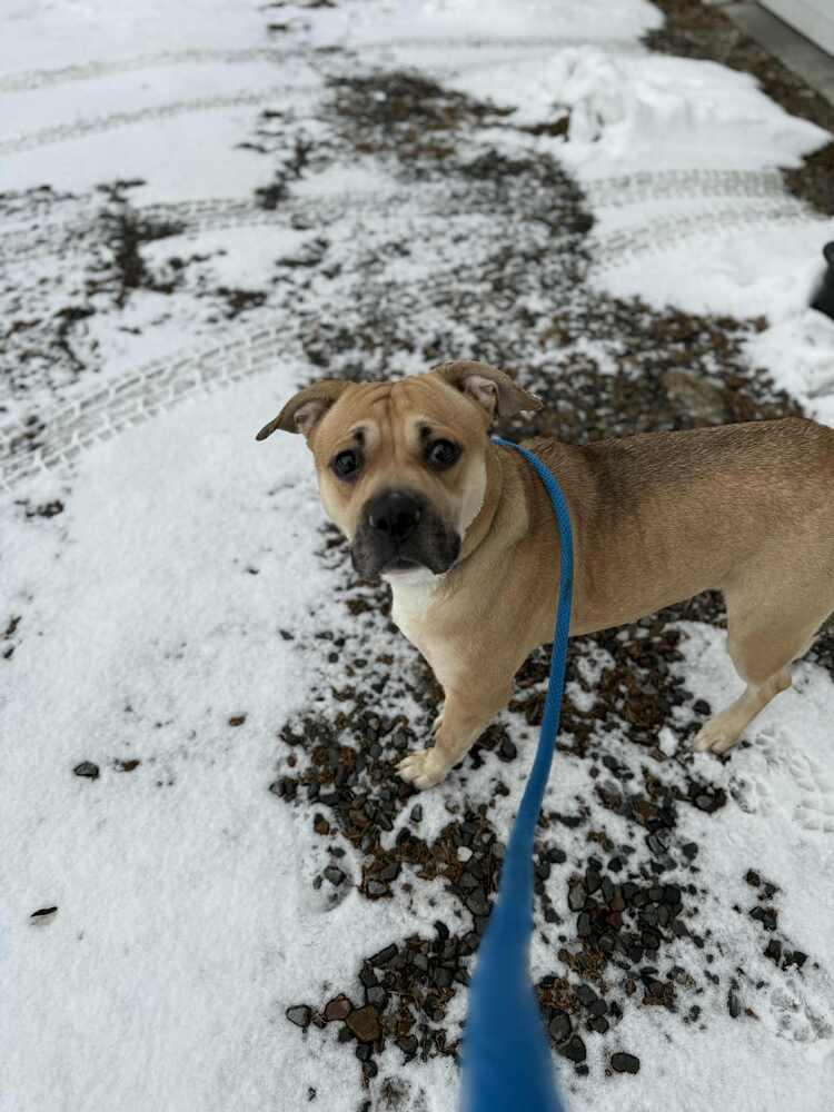 Enlarge Short Cake, a Adoptable mixed breed in Groveland, MA image 5/5
