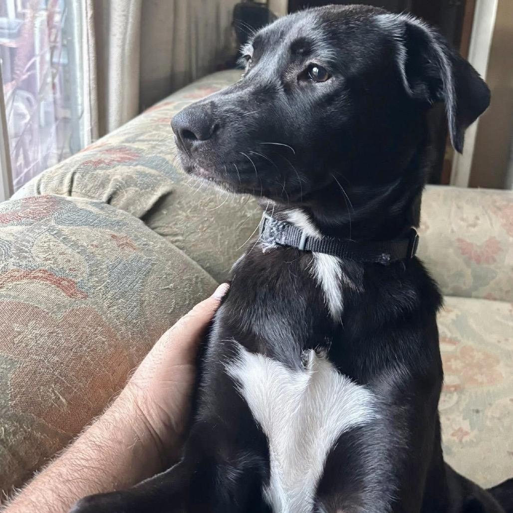 Enlarge Clover, a Adoptable Mixed Breed in Redwood Valley, CA image 1/5