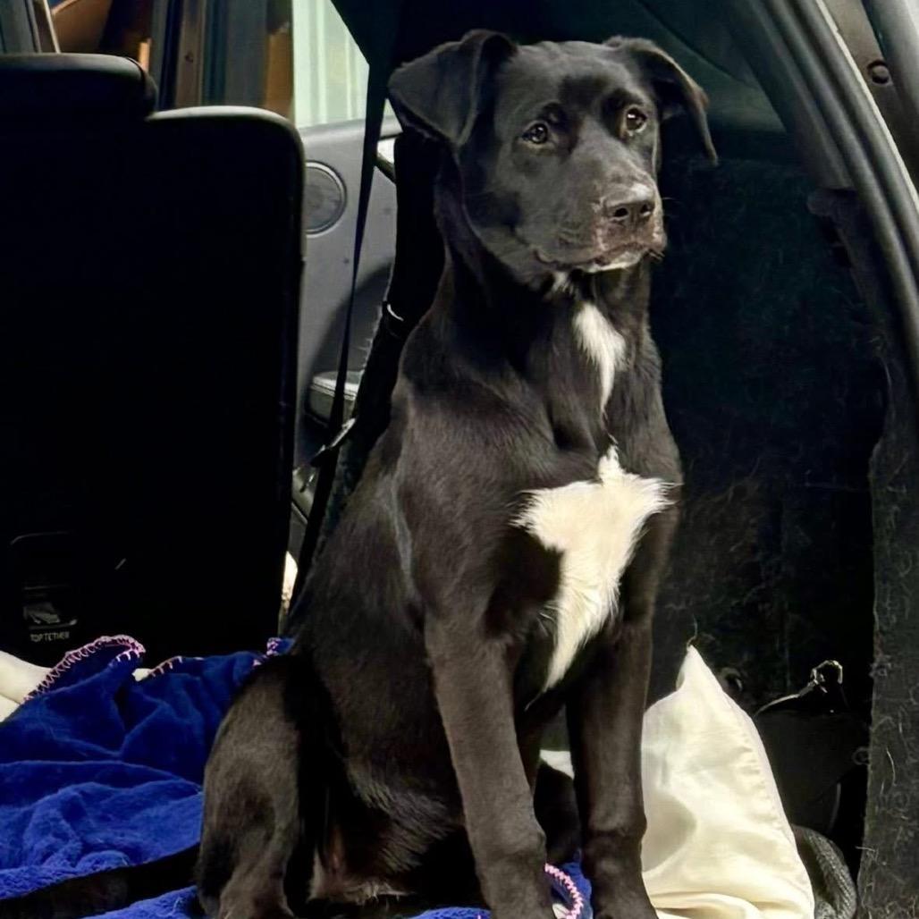 Clover, Adoptable, Young Female Mixed Breed.