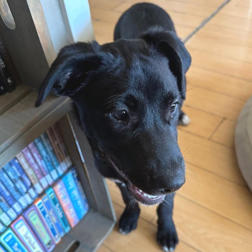 Enlarge Clover, a Adoptable Mixed Breed in Redwood Valley, CA image 3/5