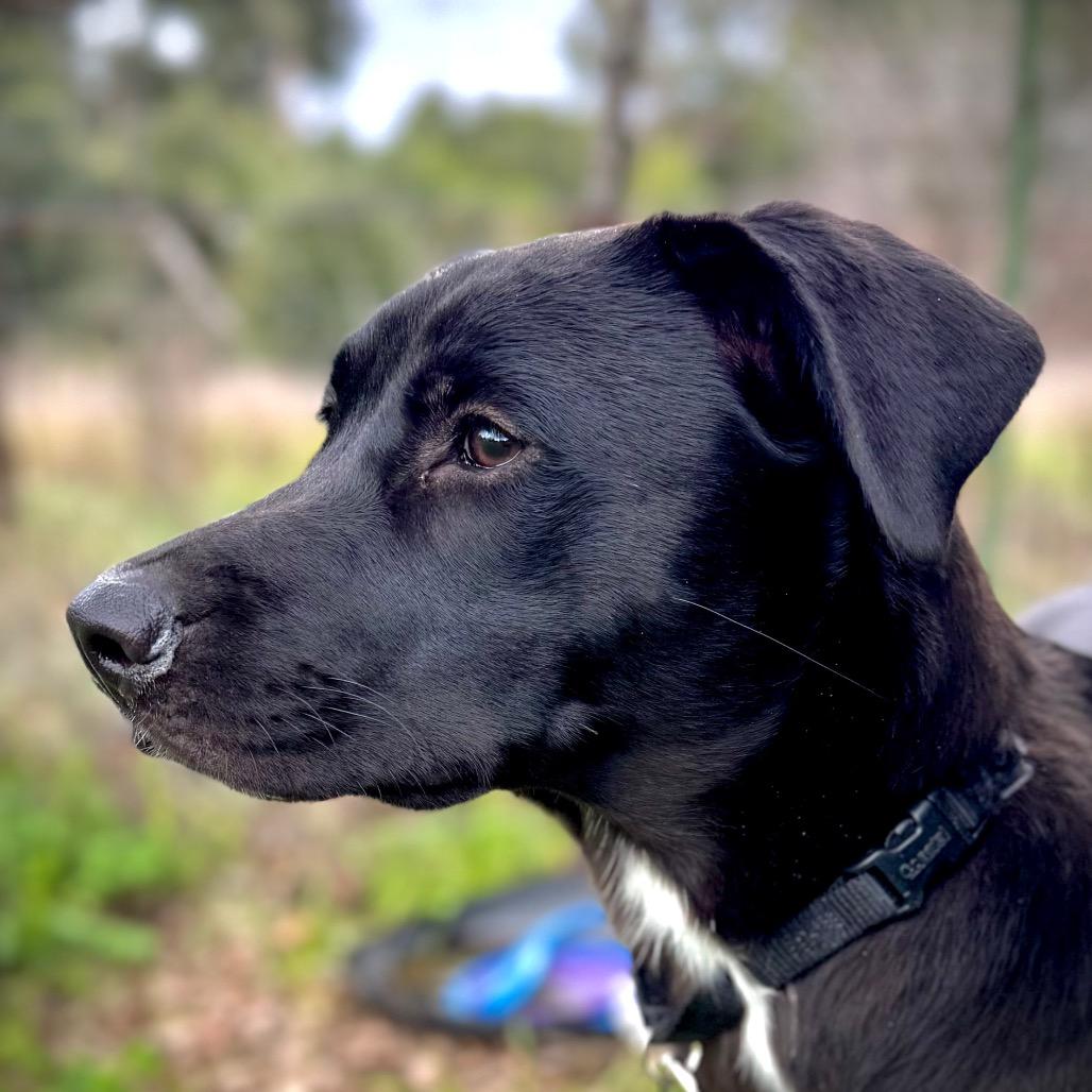 Enlarge Clover, a Adoptable Mixed Breed in Redwood Valley, CA image 4/6