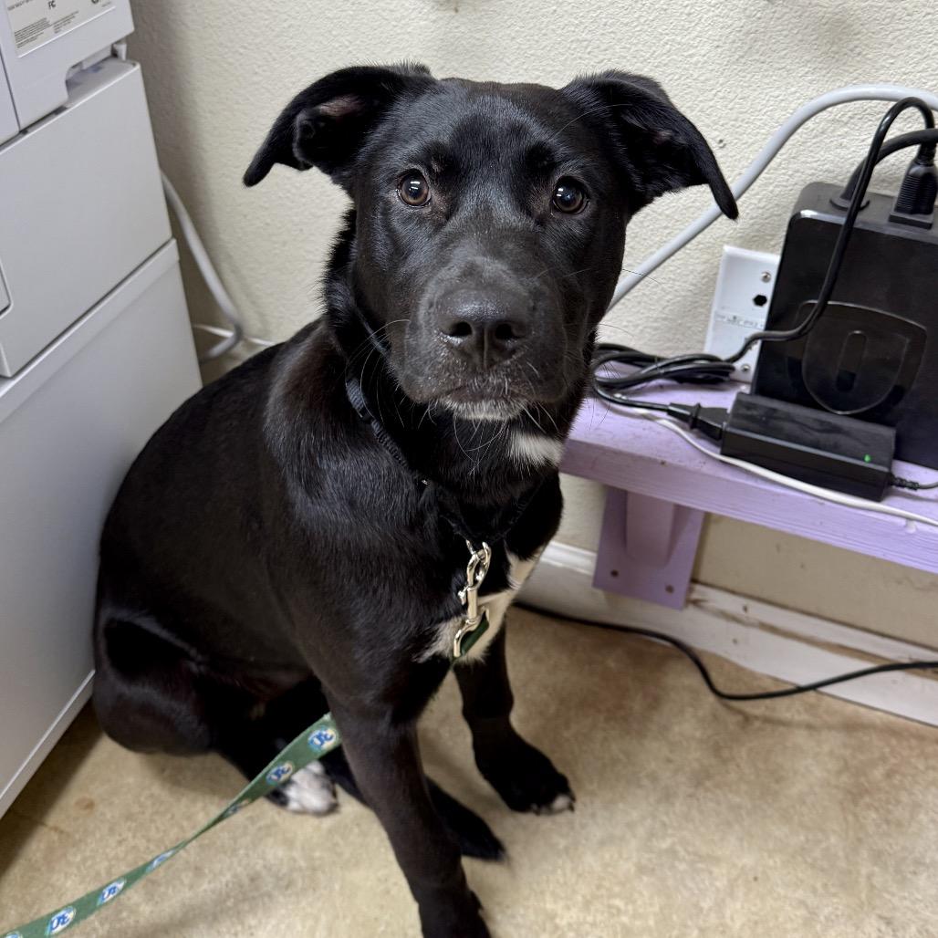 Clover, a Adoptable Mixed Breed in Redwood Valley, CA image 4/6