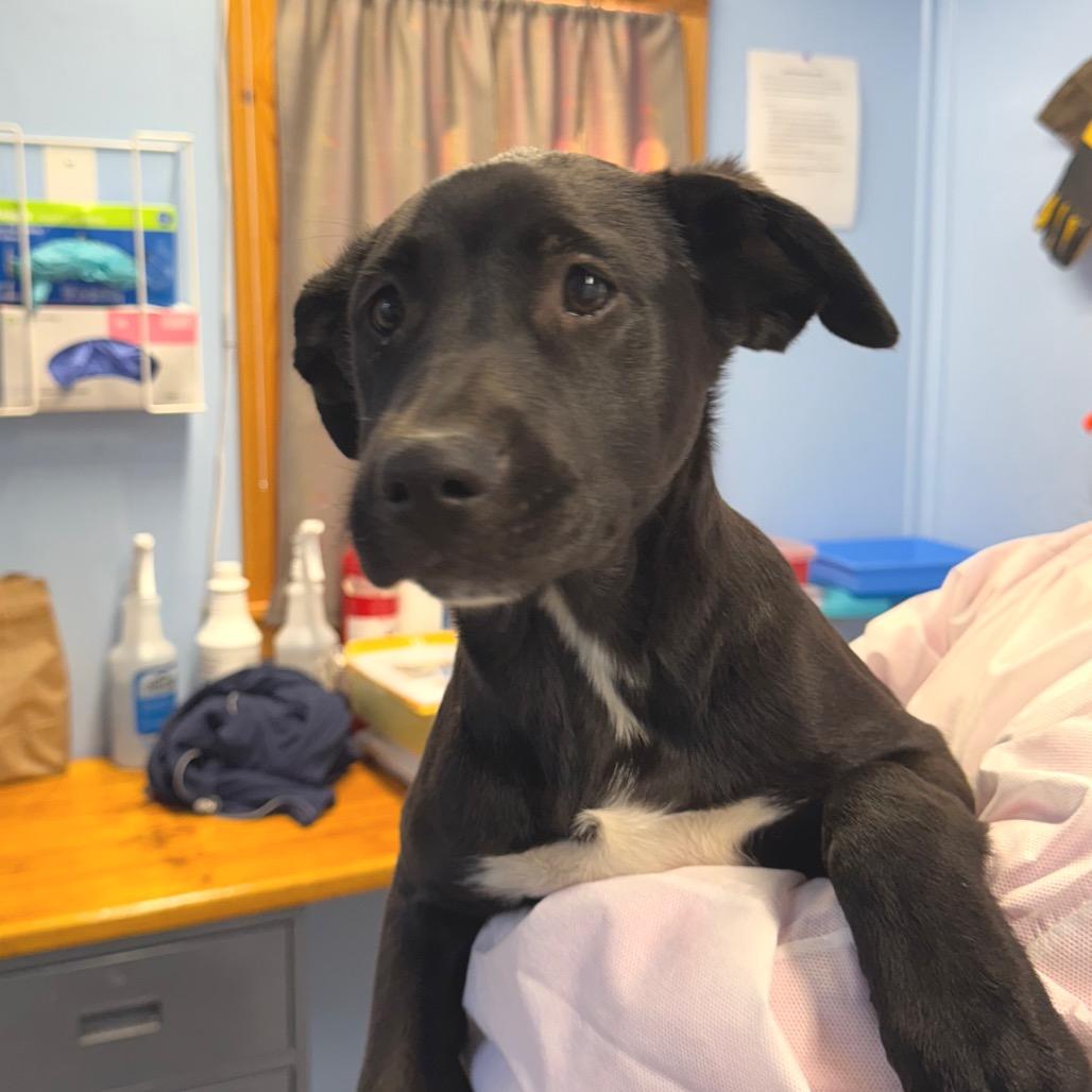 Enlarge Clover, a Adoptable Mixed Breed in Redwood Valley, CA image 5/5