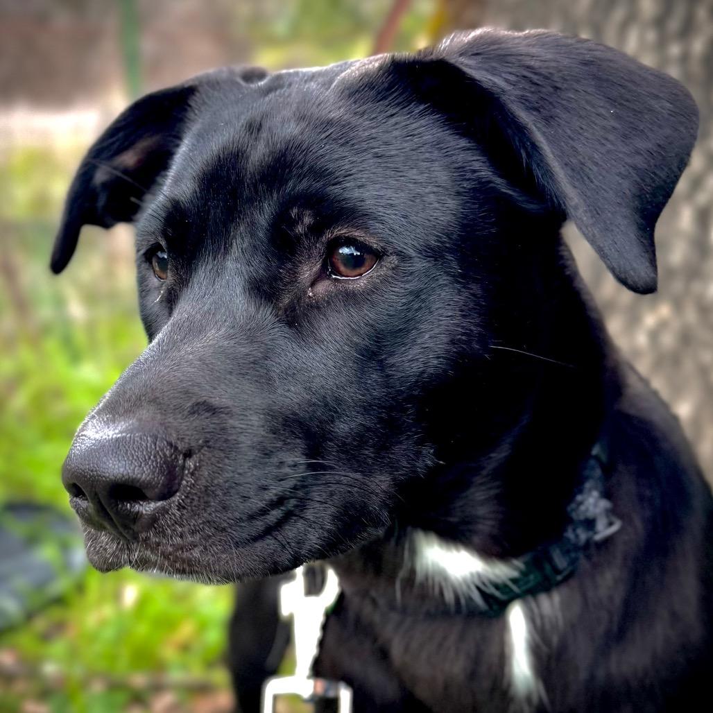 Enlarge Clover, a Adoptable Mixed Breed in Redwood Valley, CA image 6/6