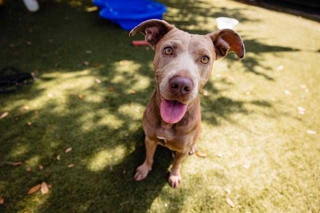 Enlarge SHEILA, a Adoptable mixed breed in Orlando, FL image 1/1