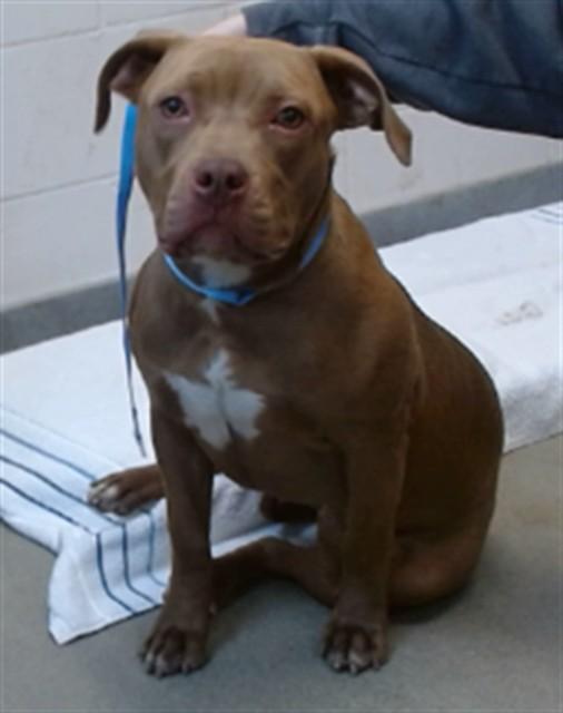 VENUS, Adoptable, Young Female Pit Bull Terrier.