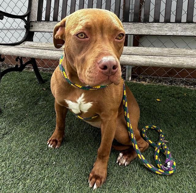 VENUS, Adoptable, Young Female Pit Bull Terrier.