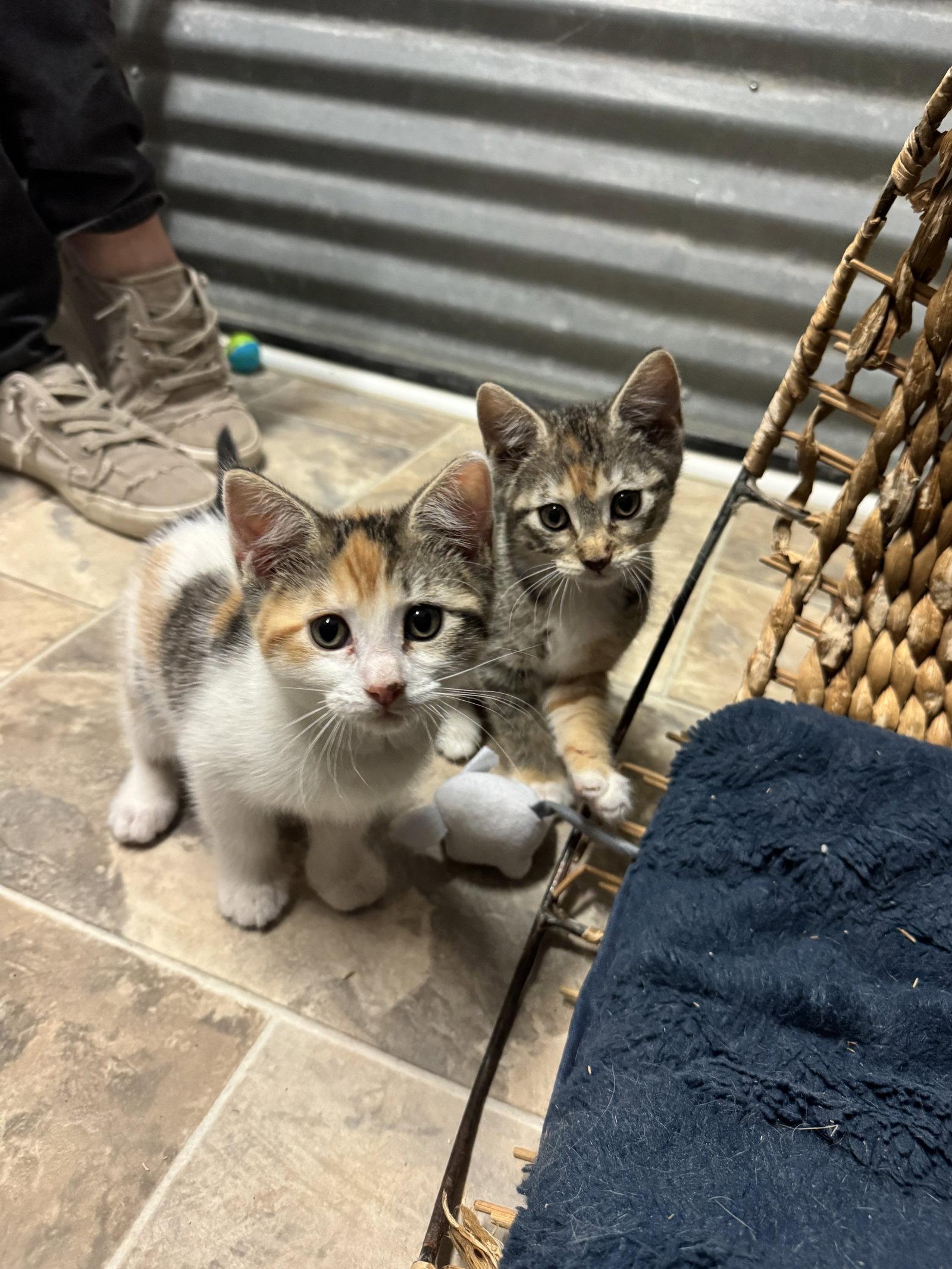 Bunny, Adopted, Kitten Female Domestic Short Hair.