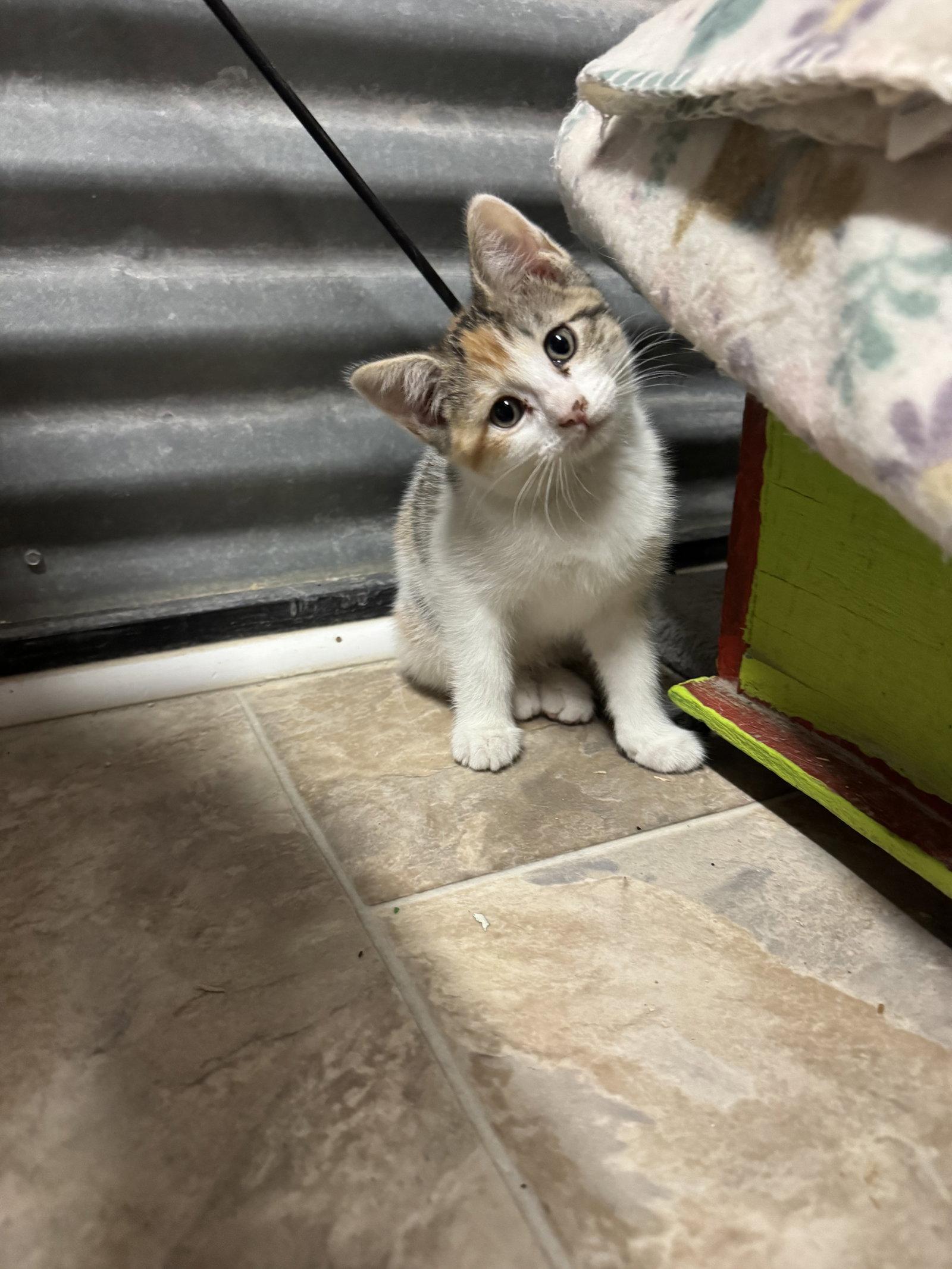 Bunny, a Adopted Domestic Short Hair in Williamsburg, NM image 2/3