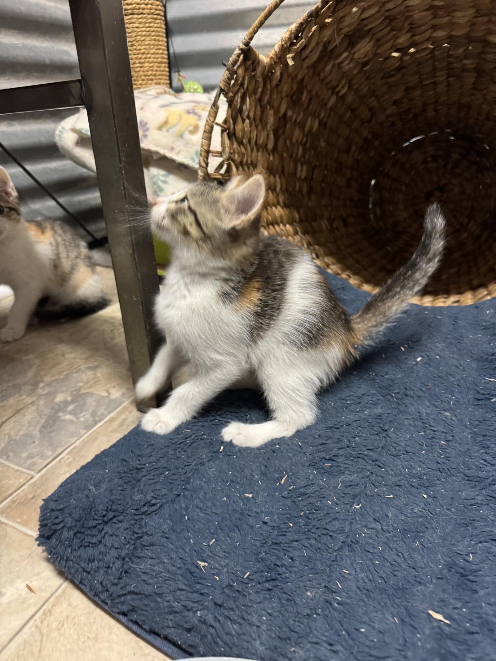 Bunny, a Adopted Domestic Short Hair in Williamsburg, NM image 3/3