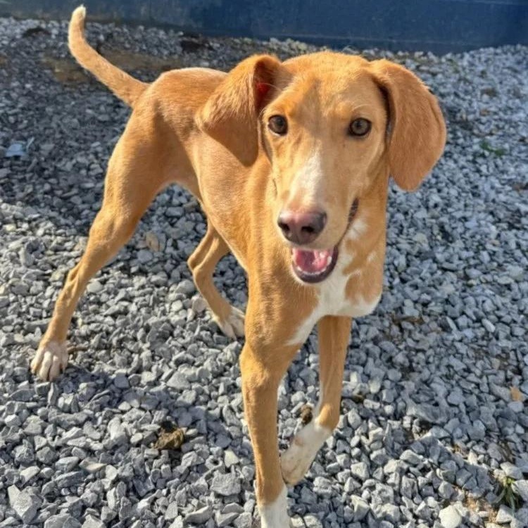 Elllie, Adoptable, Young Female Foxhound.