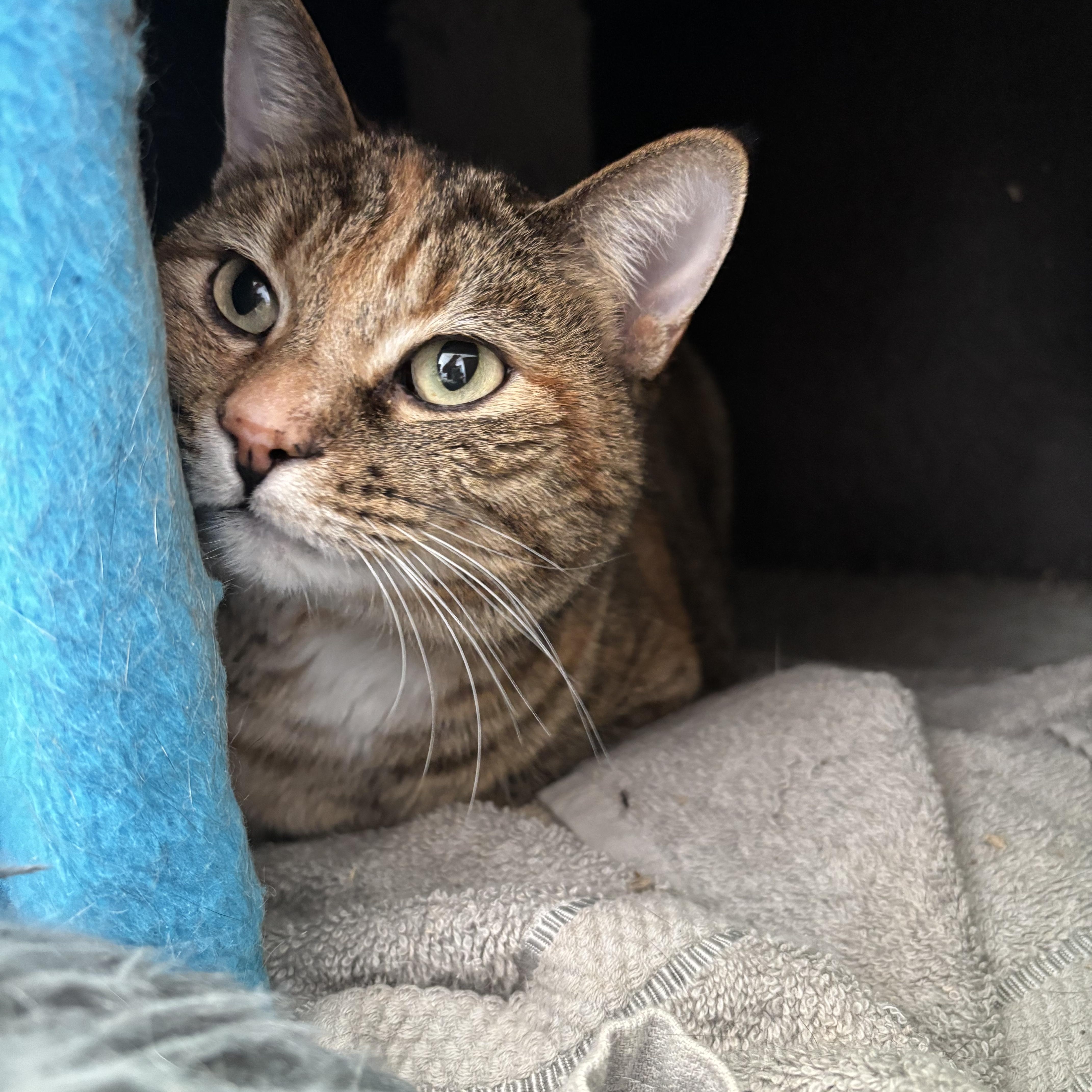Messy Bessy, adopted, Adult Female Domestic Short Hair.