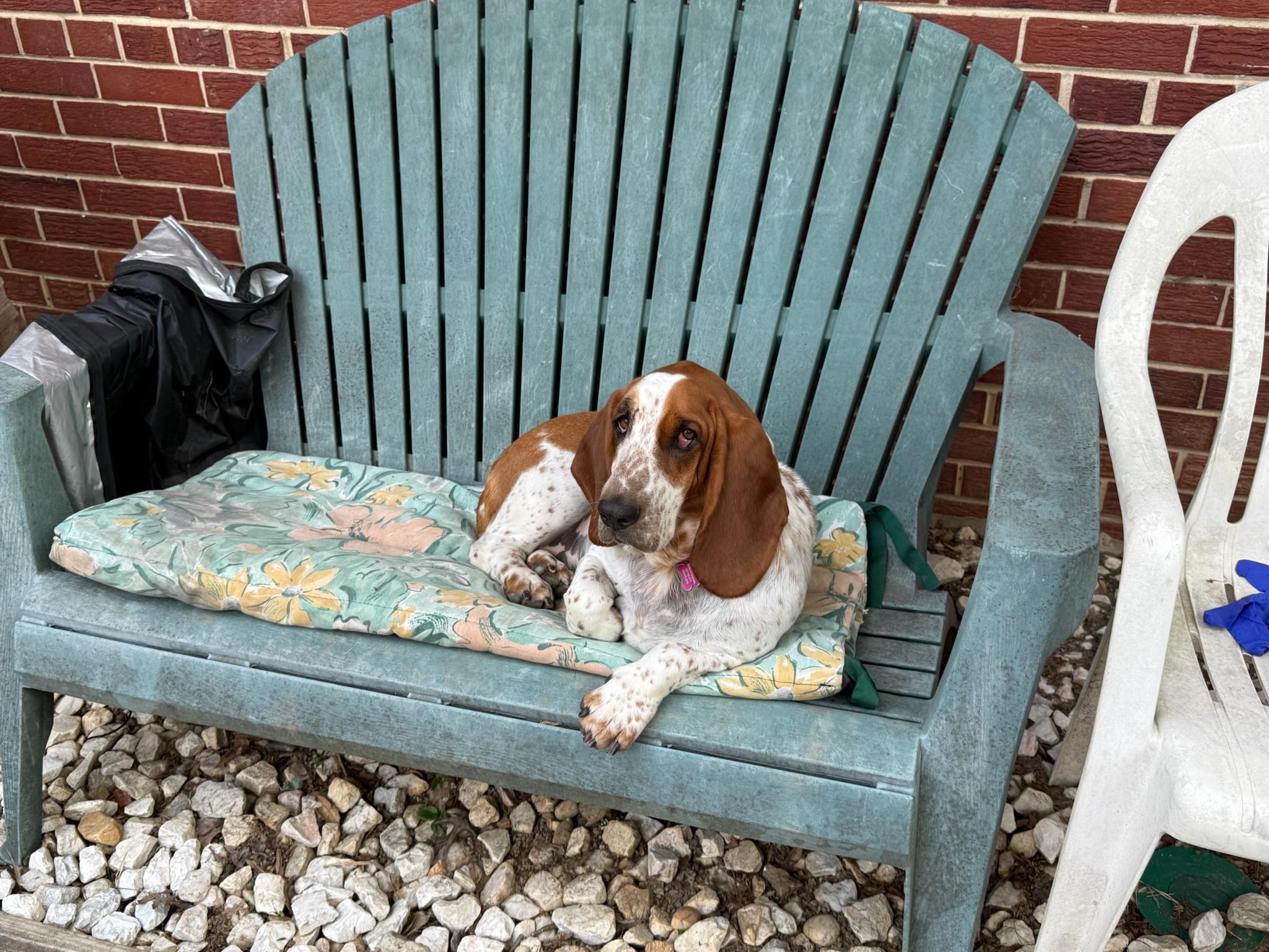 Enlarge Peanut, a ADOPTABLE Basset Hound in Silver Spring, MD image 6/6
