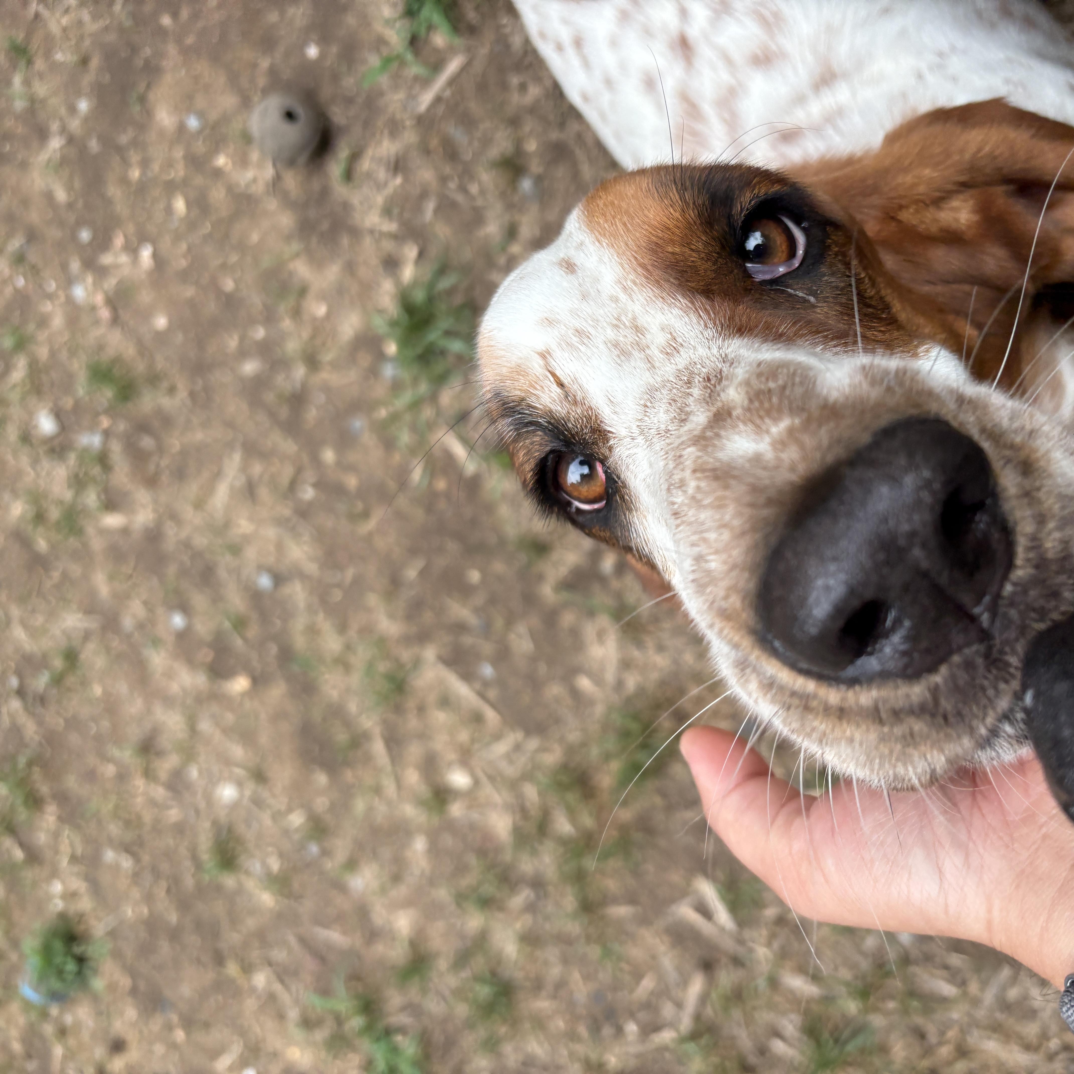 Enlarge Peanut, a ADOPTABLE Basset Hound in Silver Spring, MD image 2/6