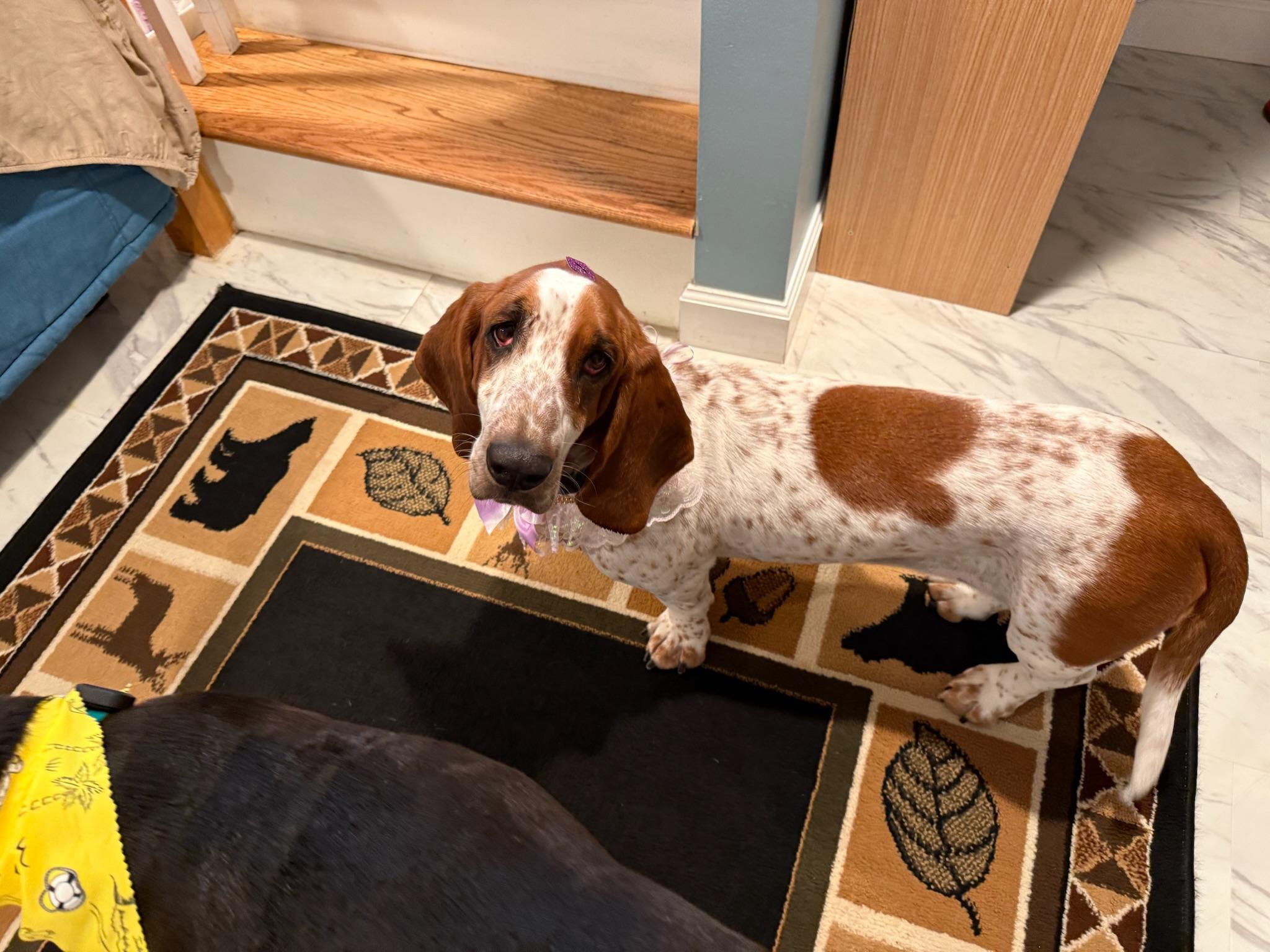 Enlarge Peanut, a ADOPTABLE Basset Hound in Silver Spring, MD image 5/6