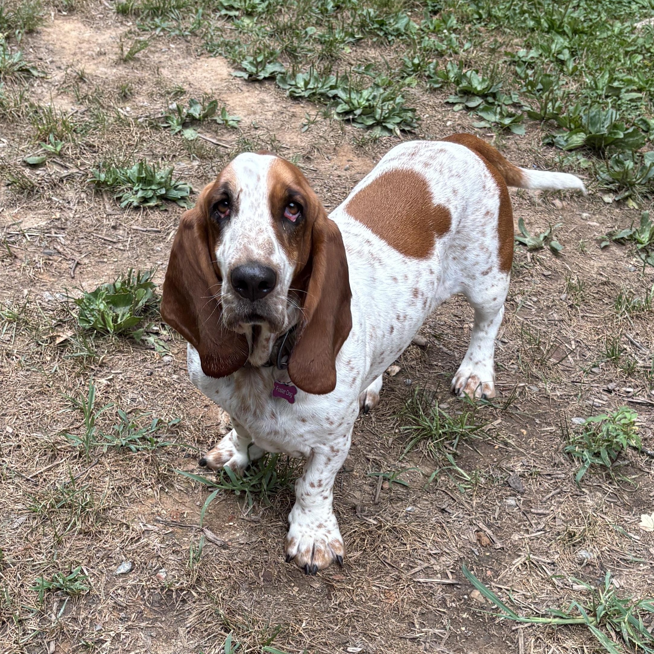 Enlarge Peanut, a ADOPTABLE Basset Hound in Silver Spring, MD image 3/6