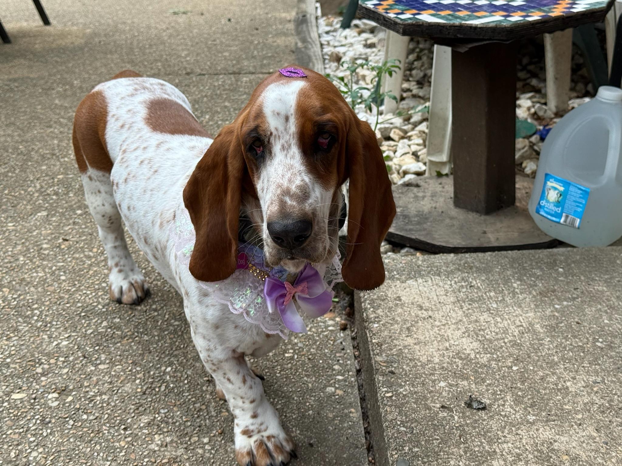 Peanut, ADOPTABLE, Young Female Basset Hound.