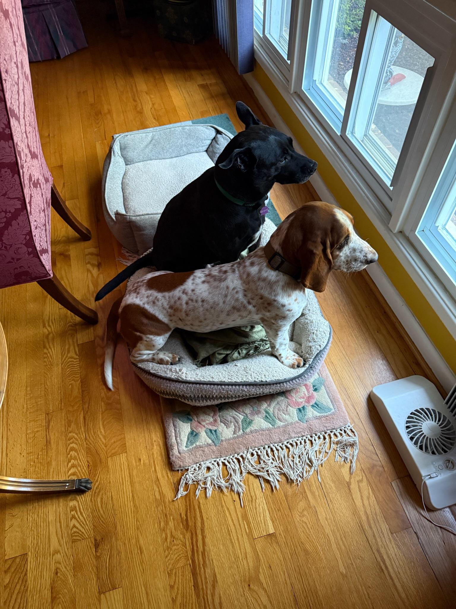 Enlarge Peanut, a ADOPTABLE Basset Hound in Silver Spring, MD image 4/6