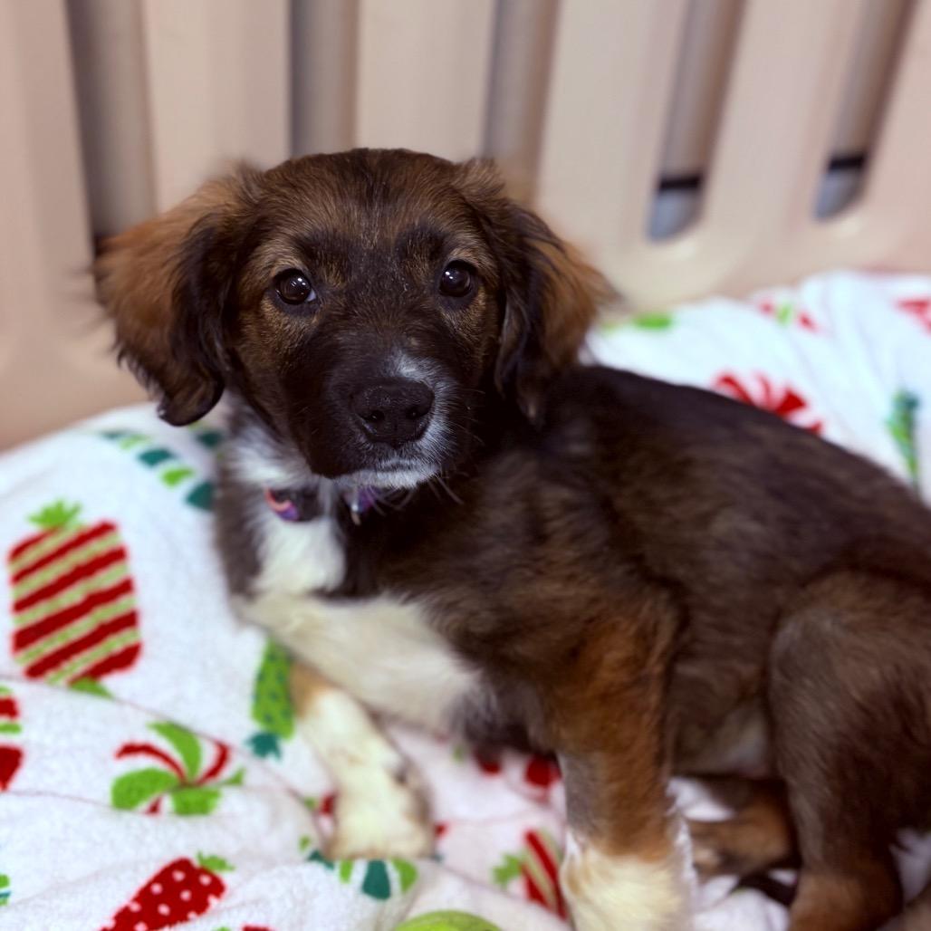 Enlarge River, an adoptable Mixed Breed in Fenton, MI image 1/3