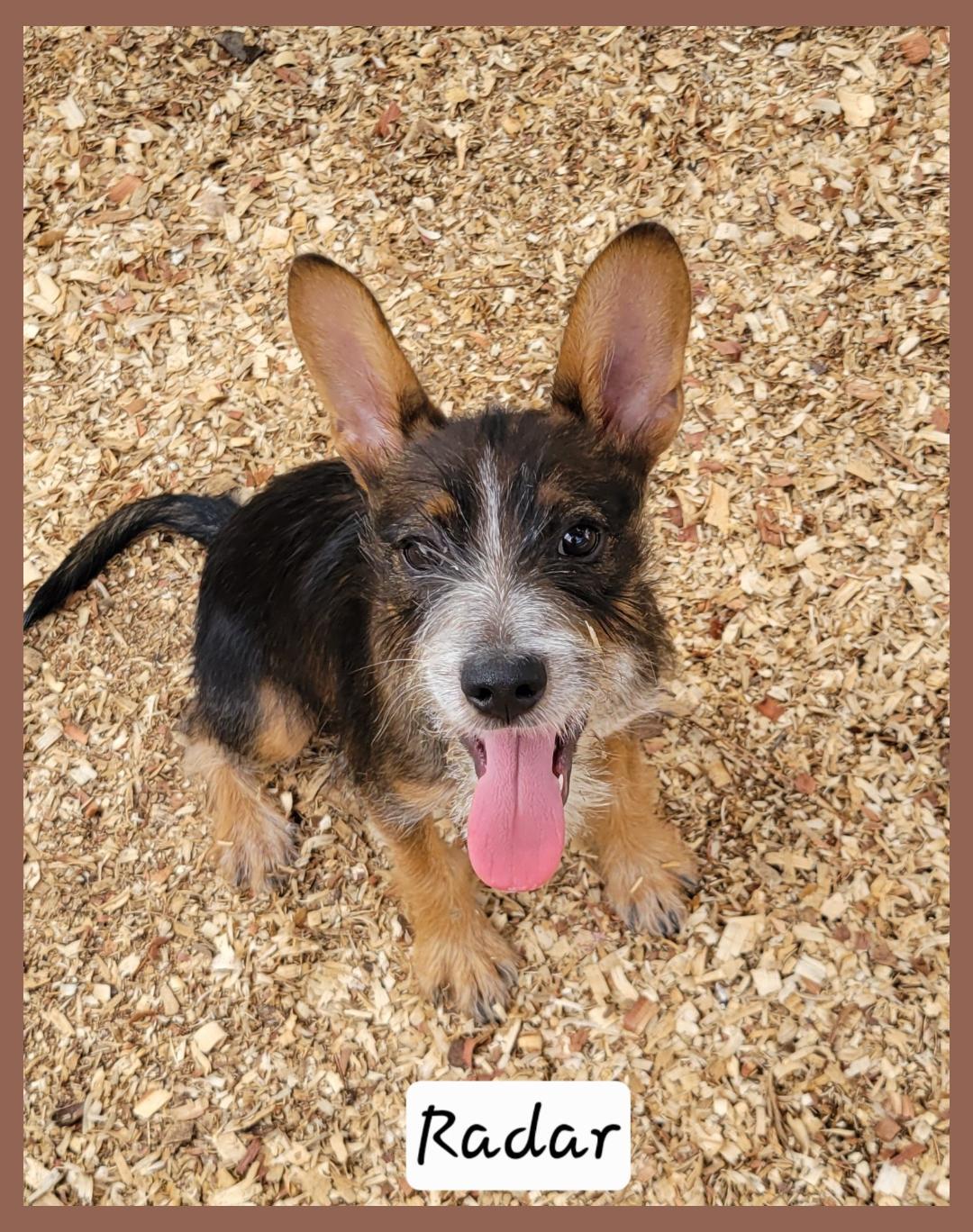 Enlarge Radar, a ADOPTABLE mixed breed in Granbury, TX image 2/2