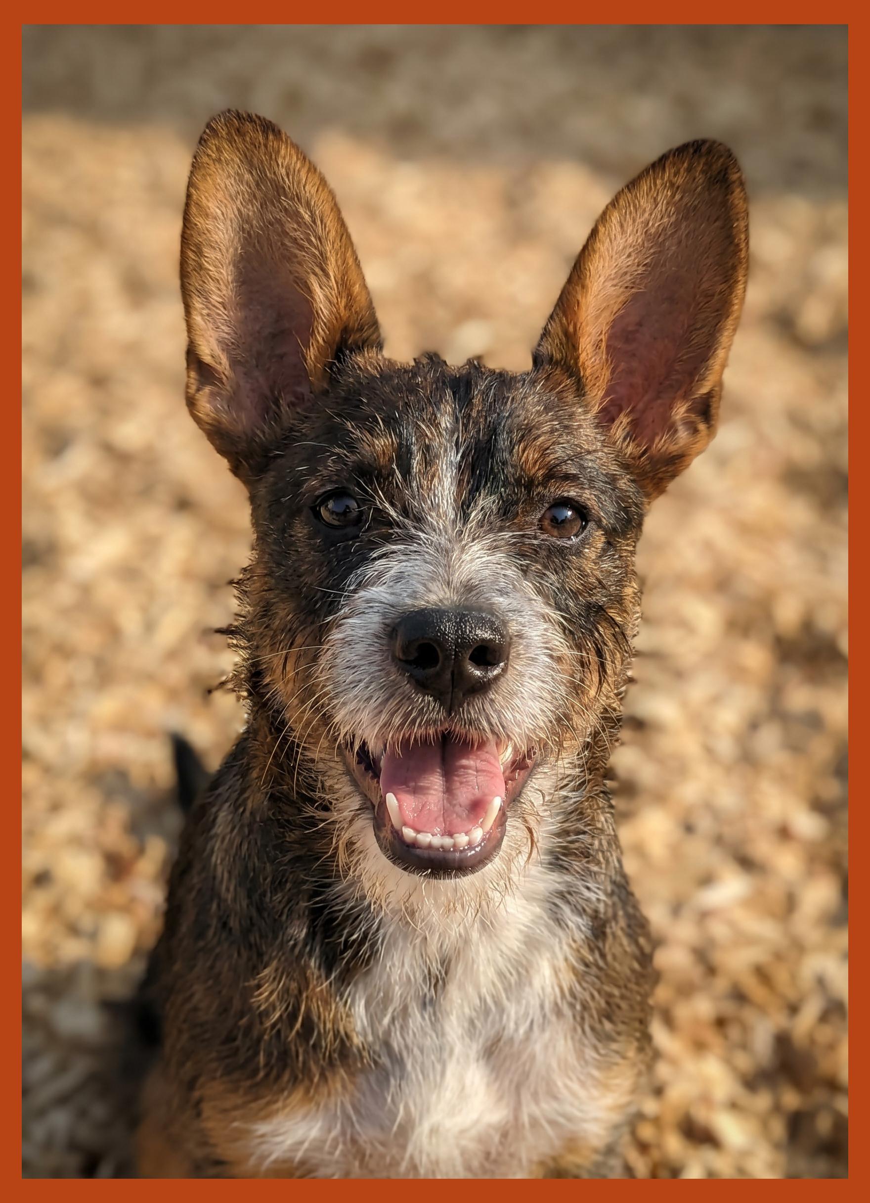 Enlarge Radar, a ADOPTABLE mixed breed in Granbury, TX image 1/2