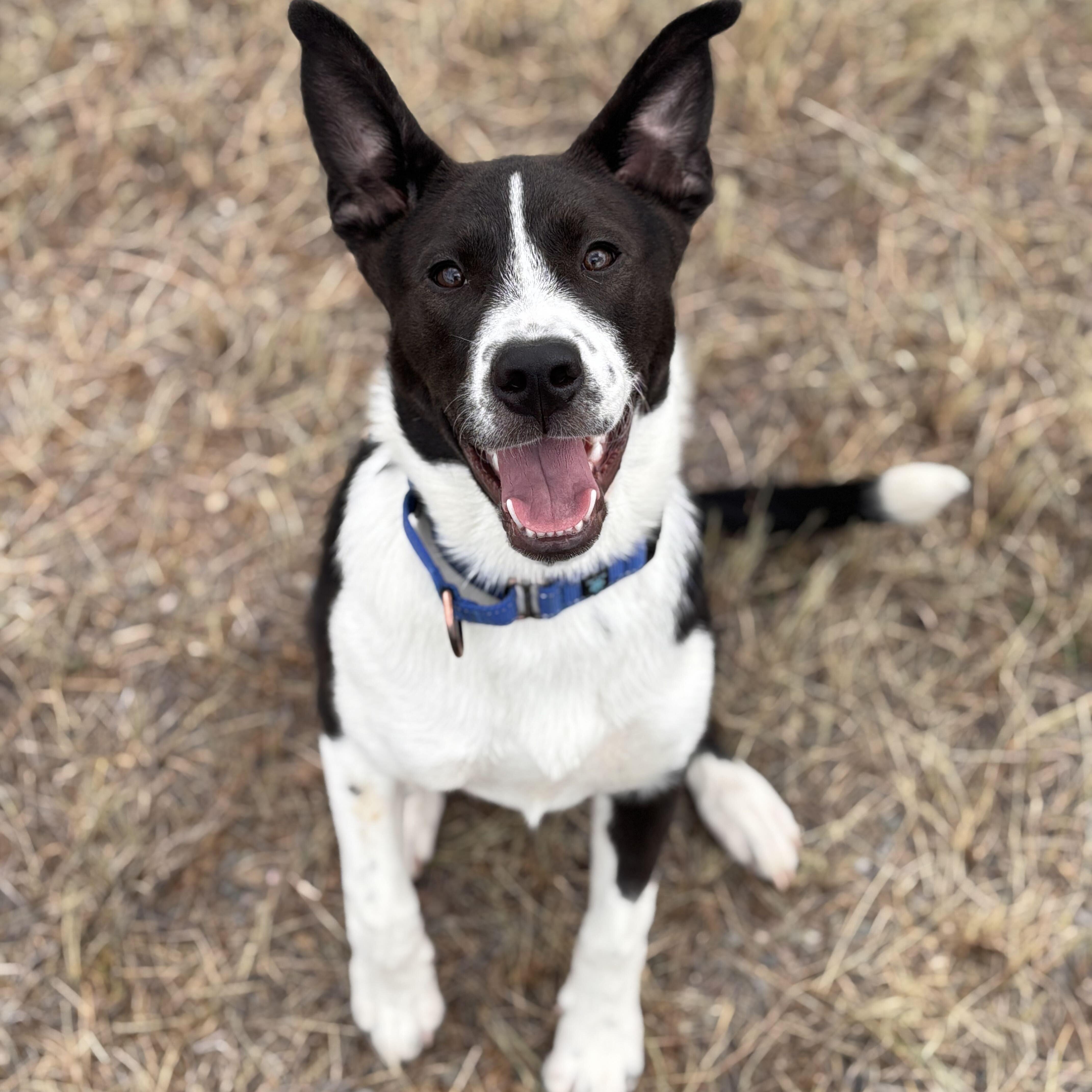 Scully, adoptable, Puppy Female Border Collie & Mixed Breed.